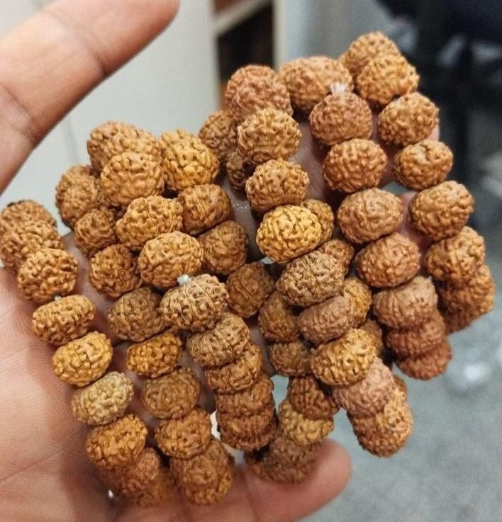 7 Mukhi Auspicious Rudraksha Bracelet