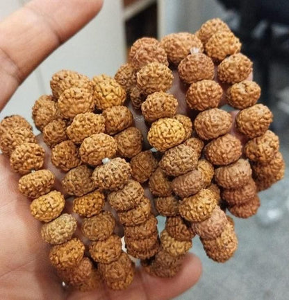 7 Mukhi Auspicious Rudraksha Bracelet